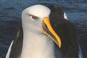 Buller's Albatross (Thalassarche bulleri)